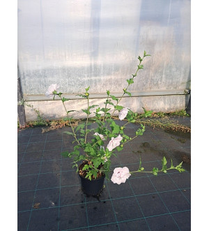 Hibiscus syr. 'China Chiffon'® C 2,5 L